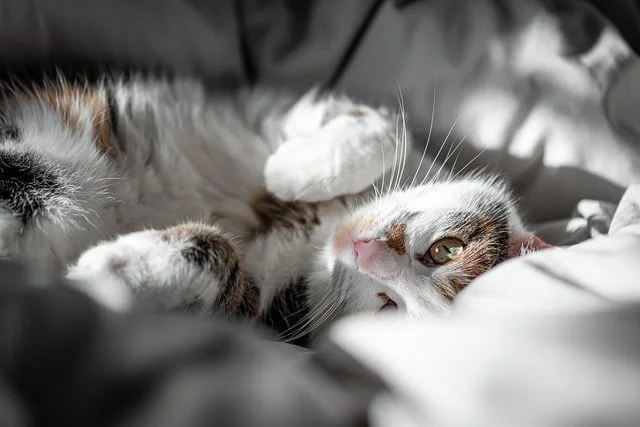 perfect-pet-domain